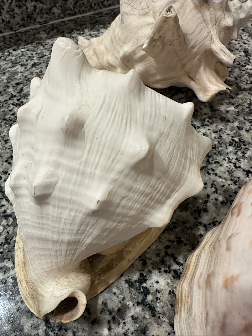 Large Vintage Coastal Seashell Collection Set of 4 | Beach Cottage Decor - Picture 3 of 6